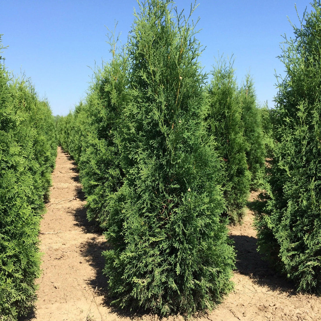Tuia "Columna" 1.80 - 2.00 m / Thuja occidentalis "Columnaris" / gradina-noastra