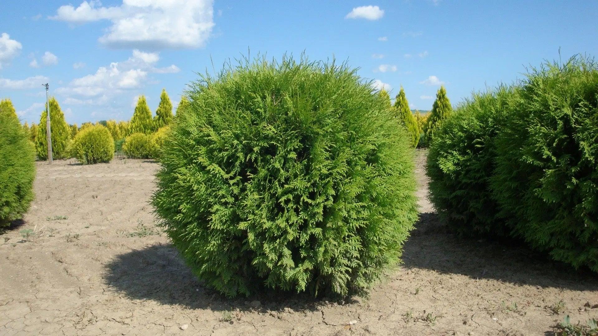 Tuia &quot;Globosa&quot; 0.50 - 0.60 m / Thuja occidentalis &quot;Globosa&quot; / gradina-noastra