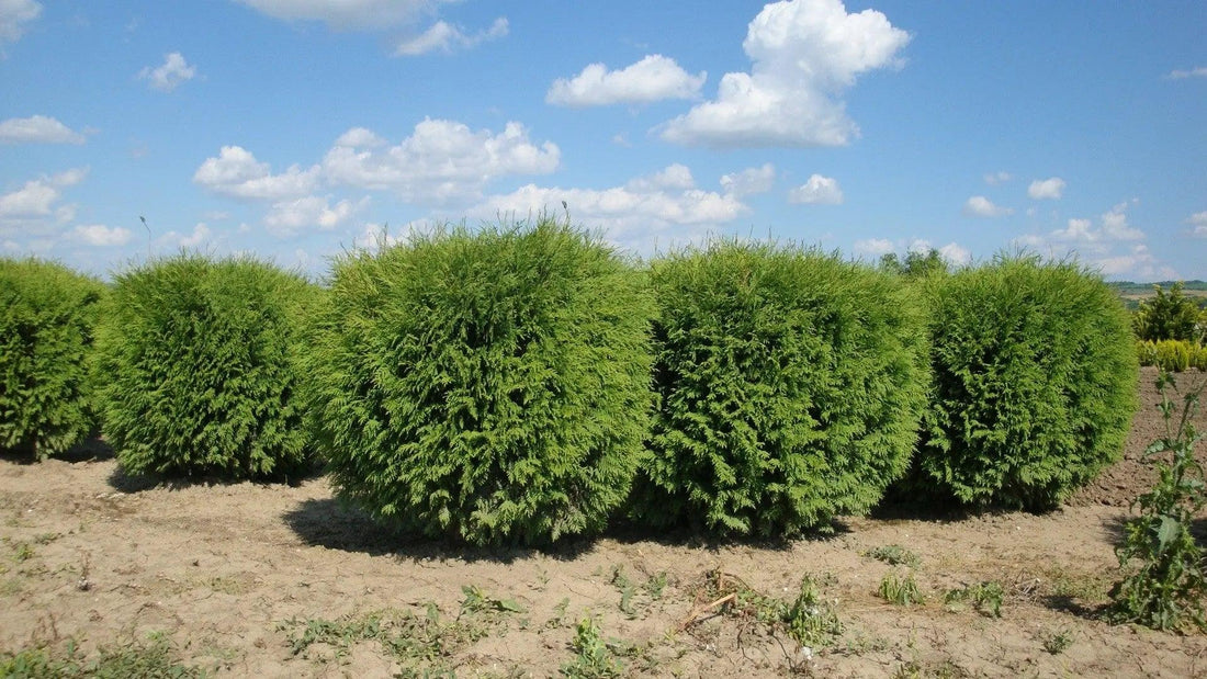 Tuia "Globosa" 0.80 - 1.00 m / Thuja occidentalis "Globosa" / gradina-noastra