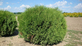 Tuia "Globosa" 0.80 - 1.00 m / Thuja occidentalis "Globosa" / gradina-noastra
