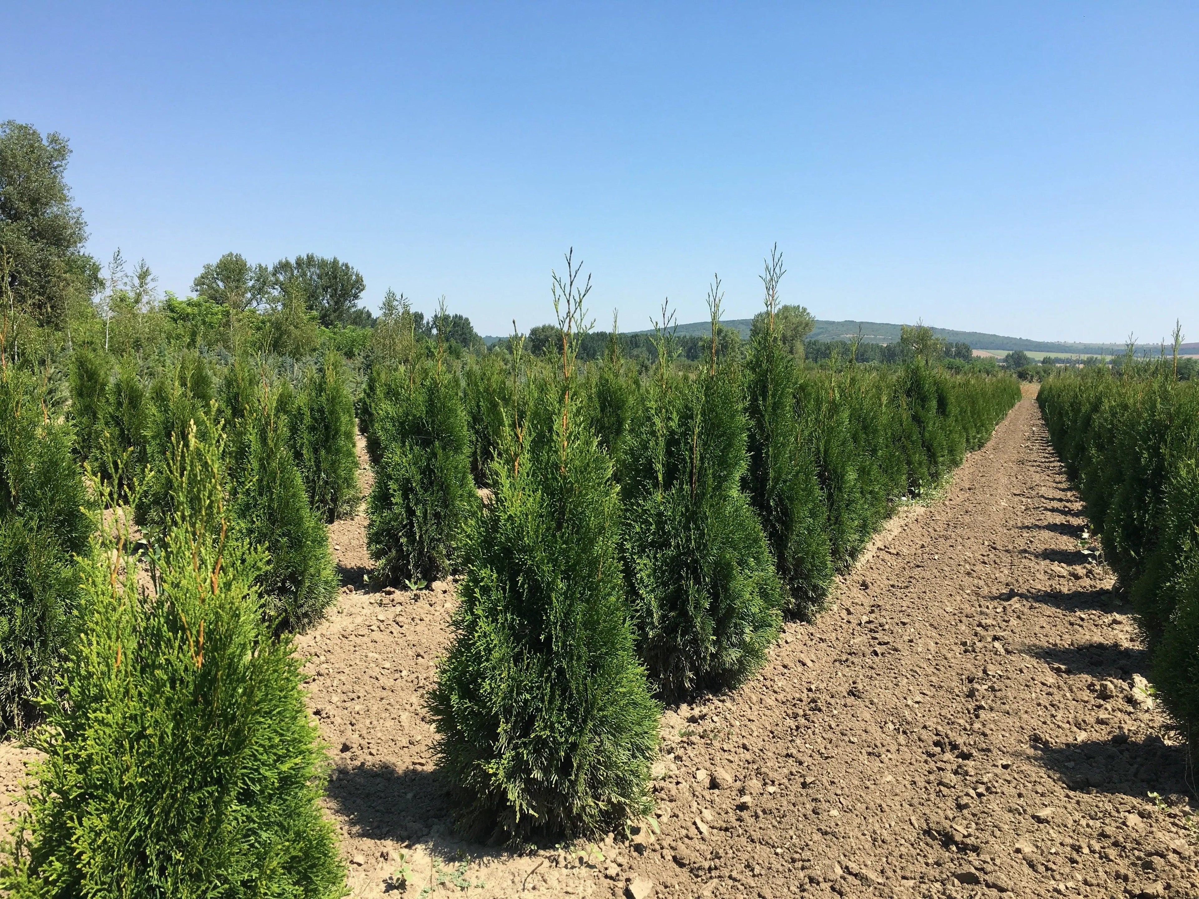 Tuia Smaragd 0.80 - 1.00 m / Thuja Occidentalis Smaragd / gradina-noastra