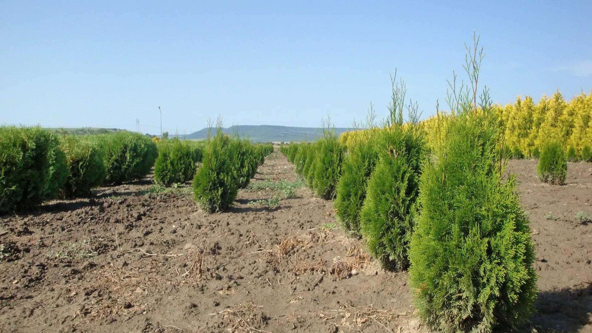 Tuia Smaragd 0.80 - 1.00 m / Thuja Occidentalis Smaragd / gradina-noastra