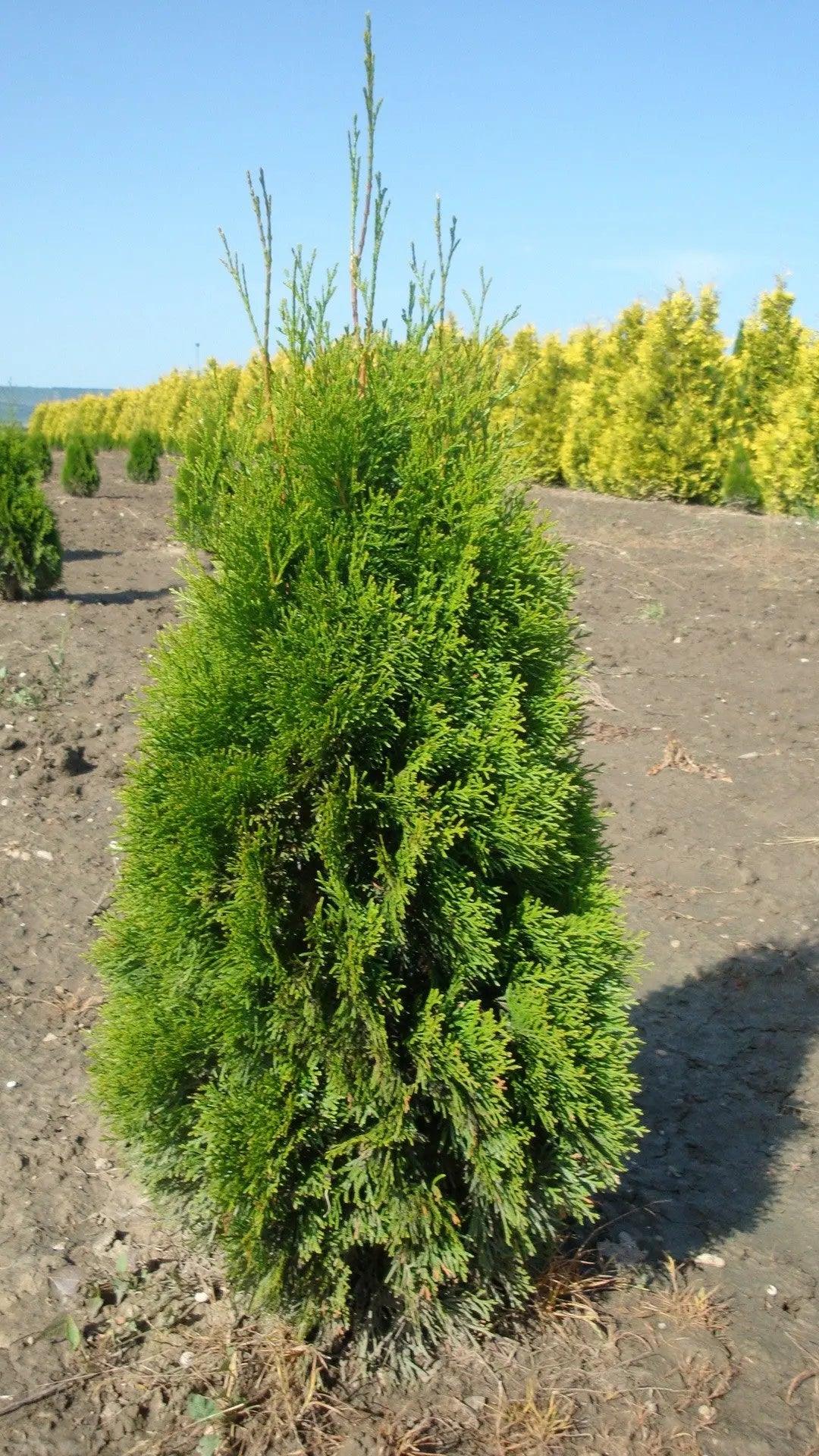 Tuia Smaragd 1.00 - 1.20 m / Thuja Occidentalis Smaragd/ gradina-noastra