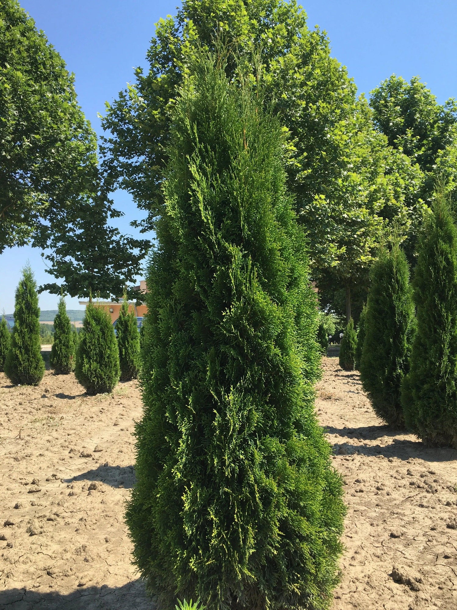 Tuia  Smaragd 1.40 - 1.50 m  / Thuja Occidentalis Smaragd / gradina-noastra