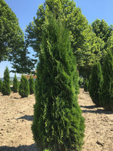 Tuia  Smaragd 1.40 - 1.50 m  / Thuja Occidentalis Smaragd / gradina-noastra