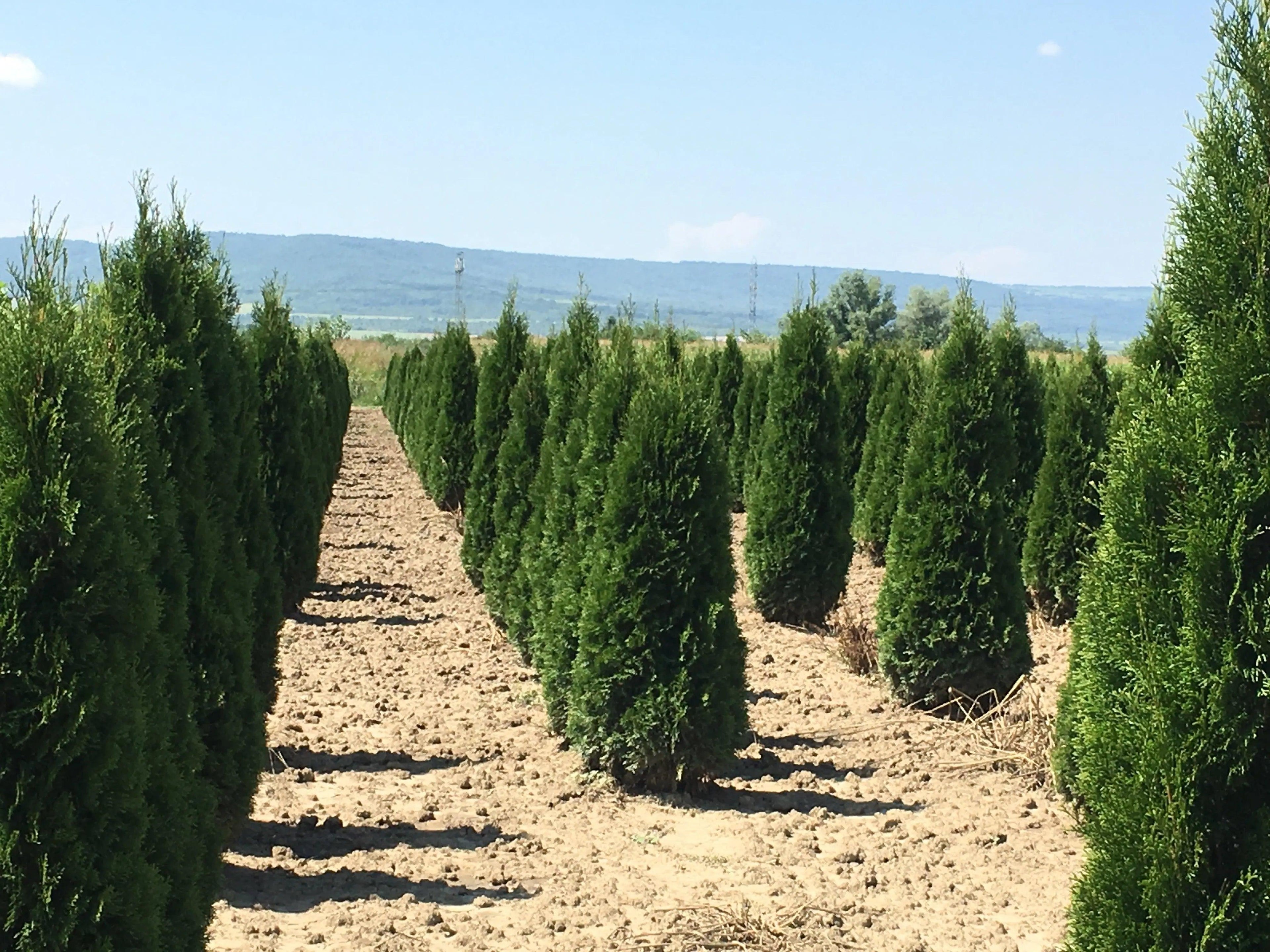 Tuia Smaragd 1.70 - 1.80 m /Thuja Occidentalis Smaragd/ gradina-noastra