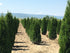 Tuia  Smaragd 1.70 - 1.80 m /Thuja Occidentalis Smaragd/ gradina-noastra