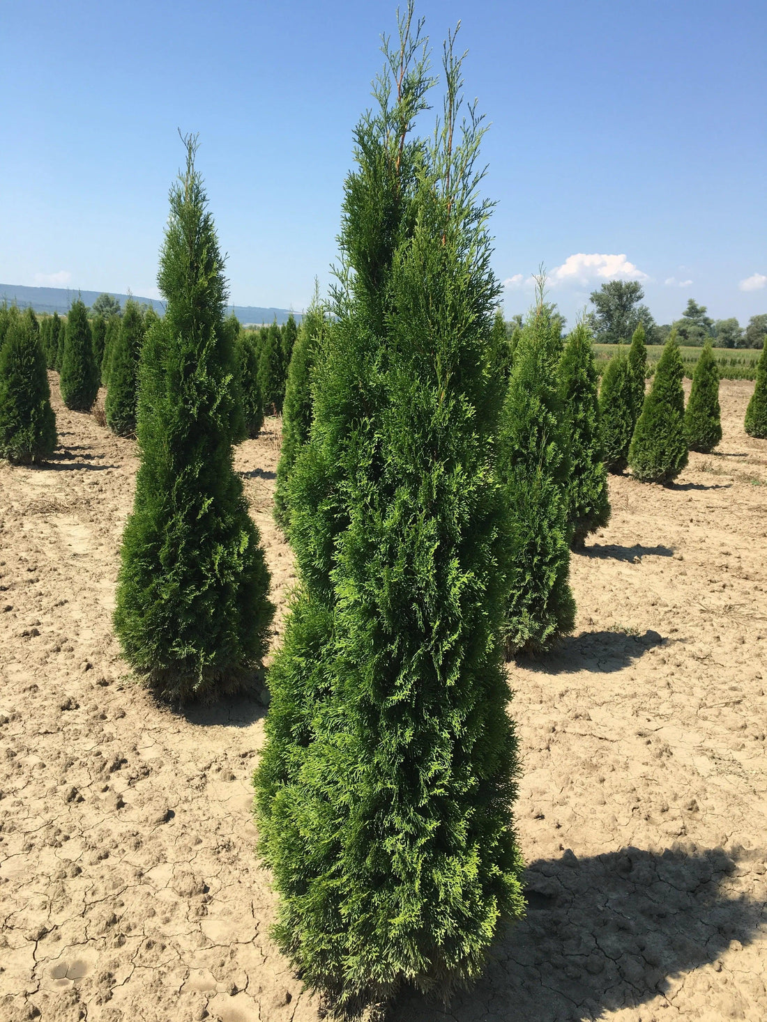 Tuia Smaragd 1.70 - 1.80 m /Thuja Occidentalis Smaragd/ gradina-noastra