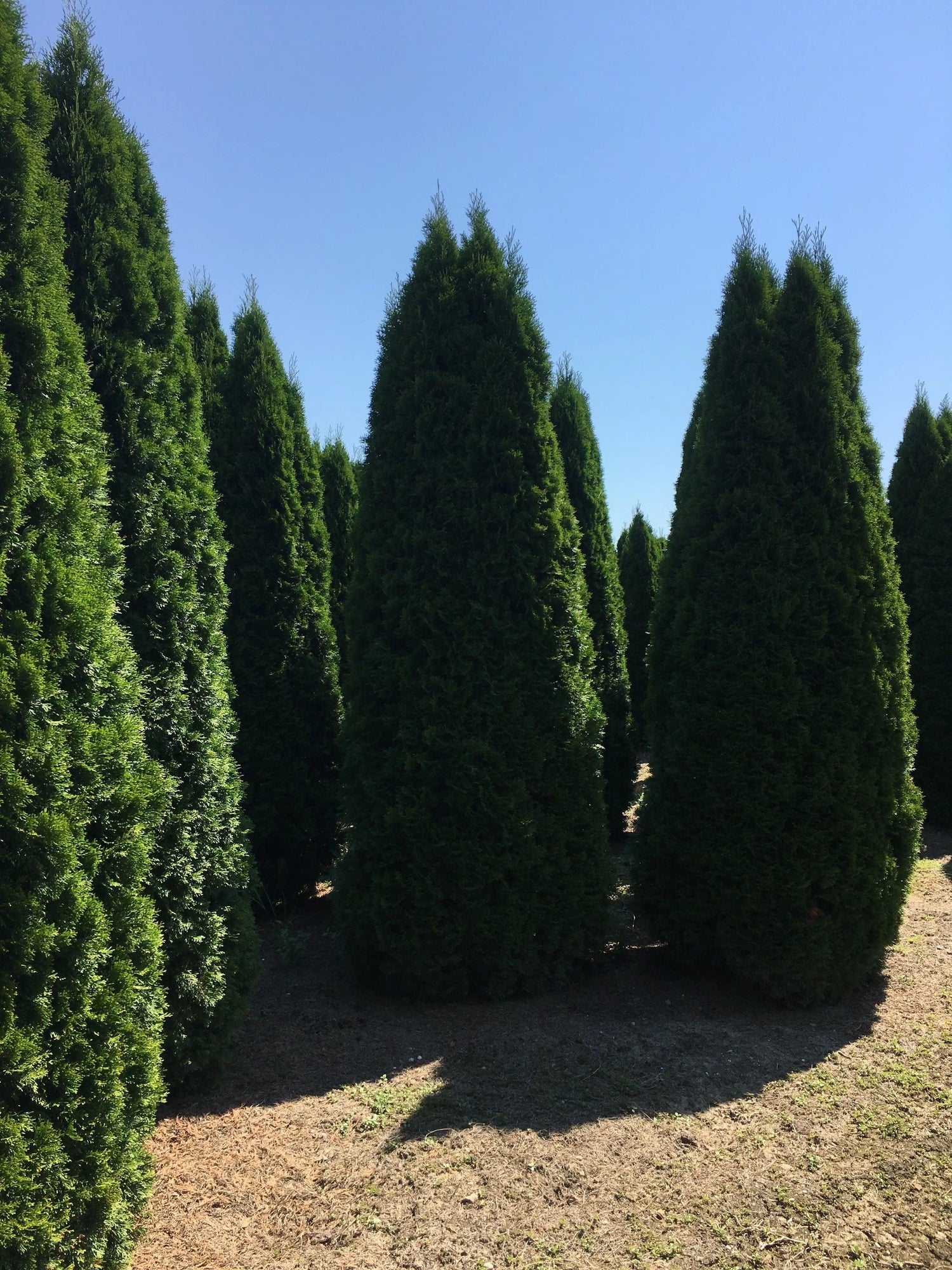 Tuia  Smaragd 4.00 - 4.20 m  /Thuja Occidentalis Smaragd/ gradina-noastra