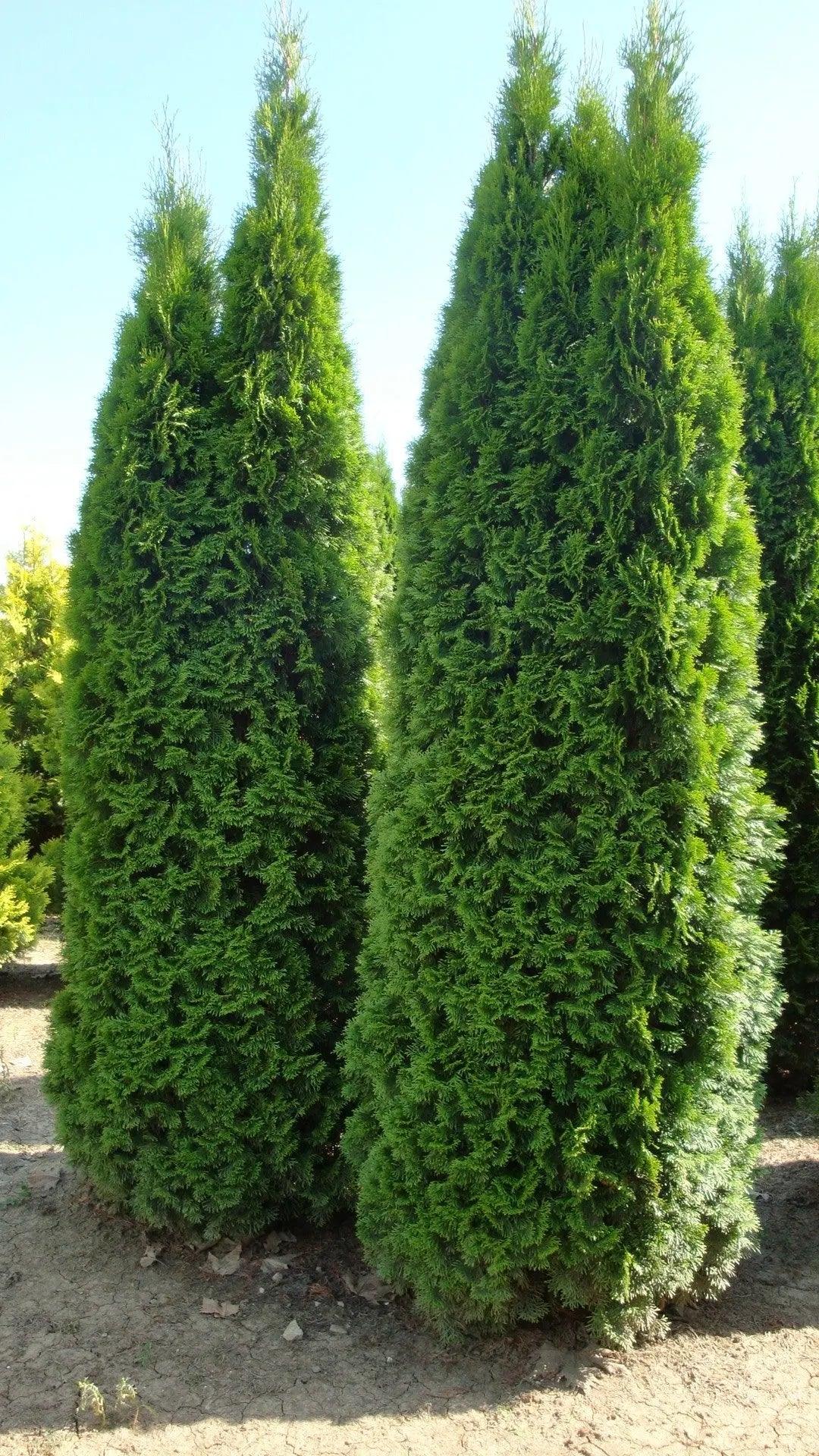 Tuia Smaragd 4.00 - 4.20 m /Thuja Occidentalis Smaragd/ gradina-noastra