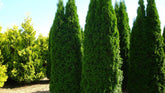 Tuia  Smaragd 4.00 - 4.20 m  /Thuja Occidentalis Smaragd/ gradina-noastra