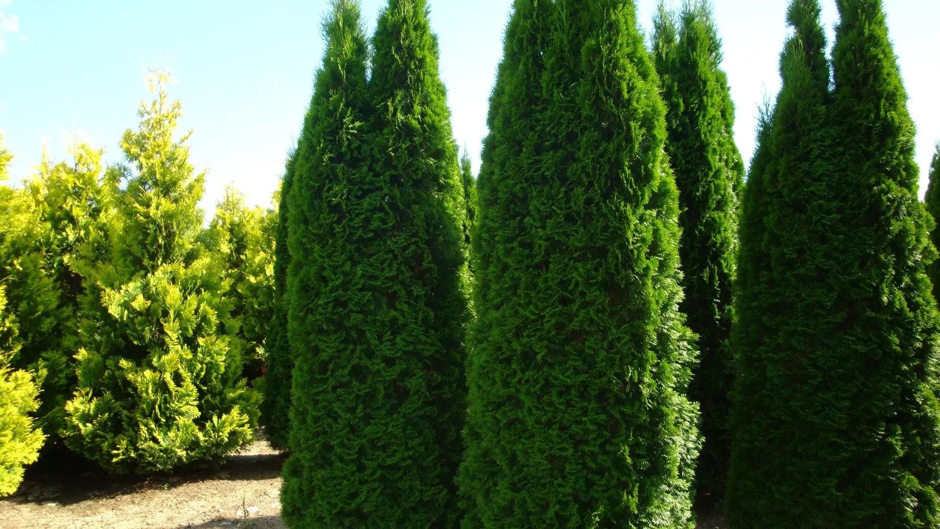 Tuia Smaragd 4.00 - 4.20 m /Thuja Occidentalis Smaragd/ gradina-noastra