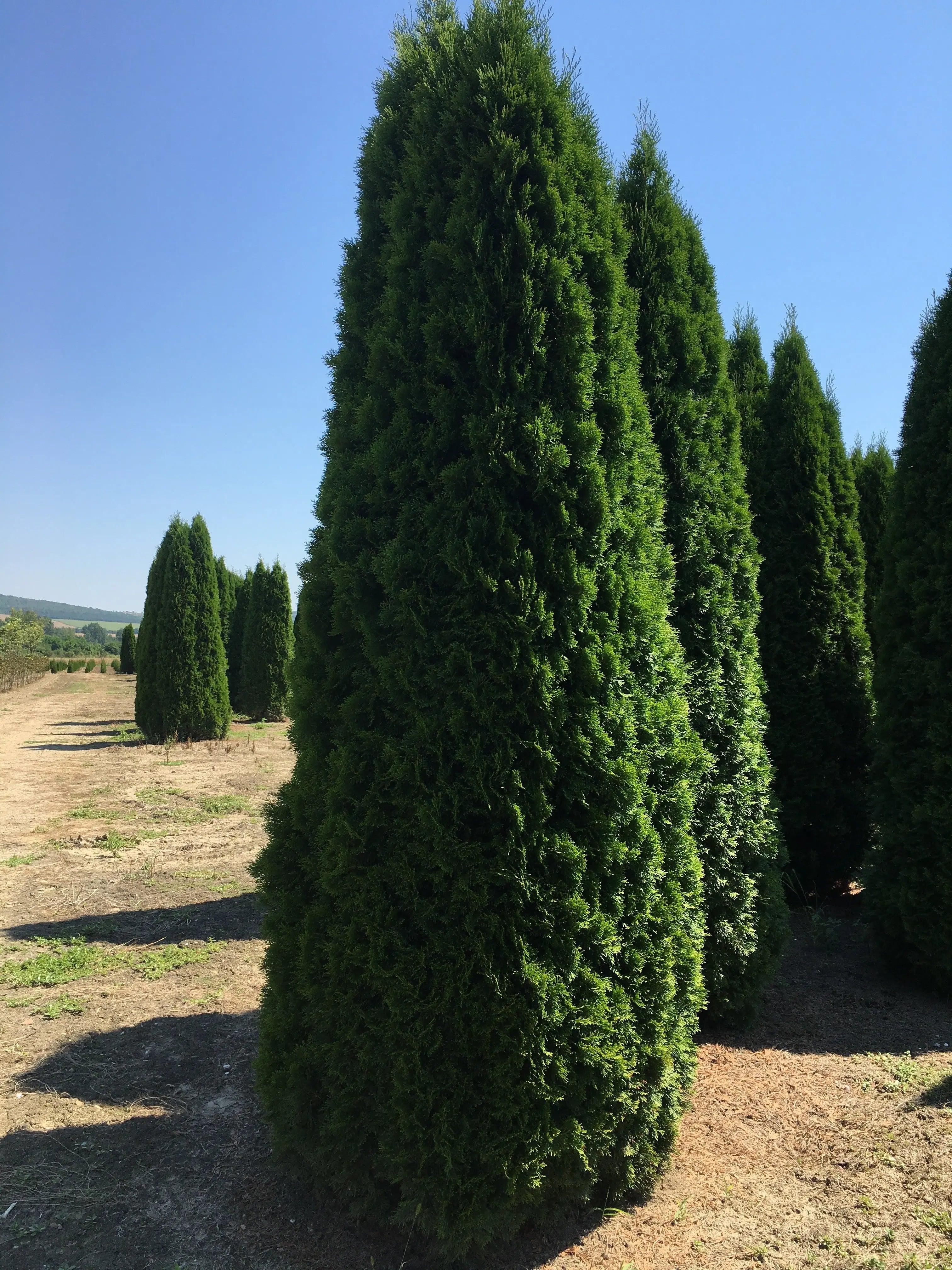 Tuia Smaragd 4.00 - 4.20 m /Thuja Occidentalis Smaragd/ gradina-noastra