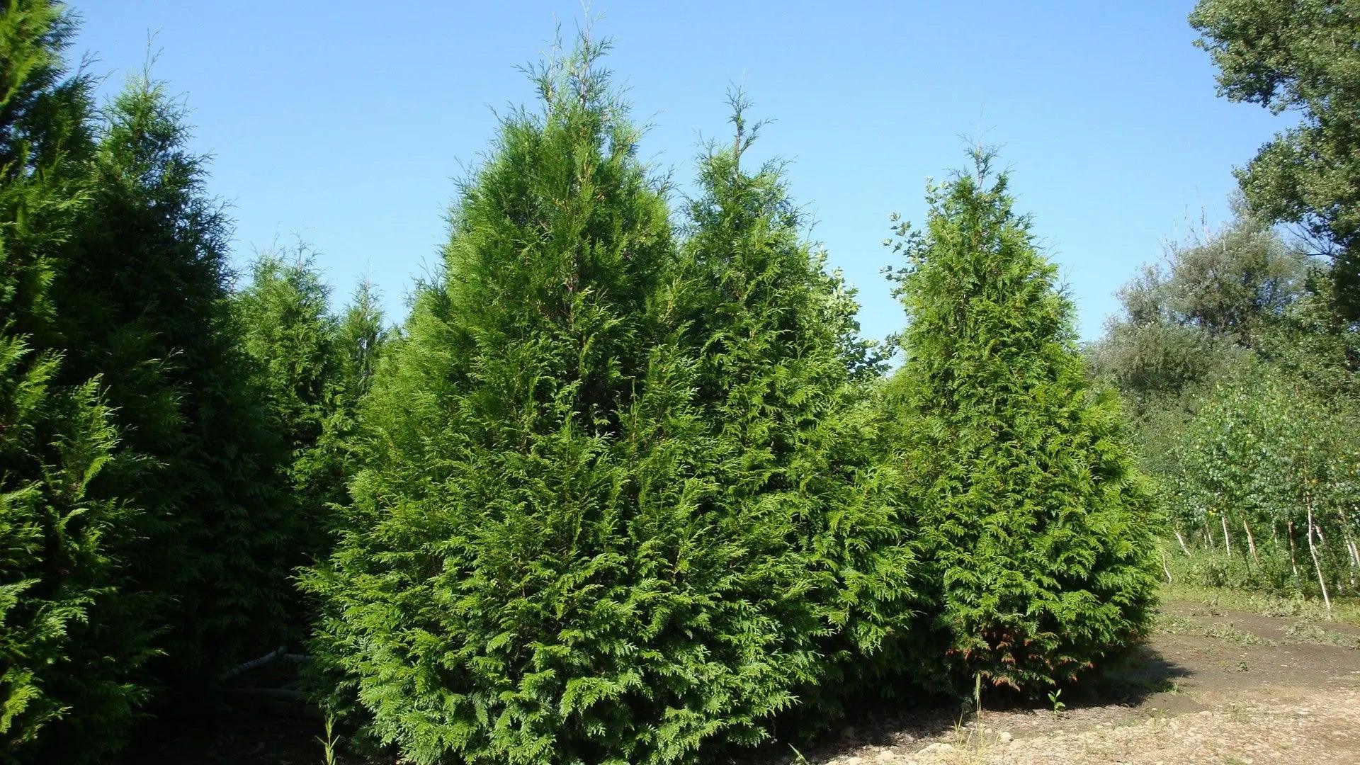 Tuia plicata "Atrovirens" 1.20 - 1.50 m / Thuja plicata "Atrovirens" / gradina-noastra