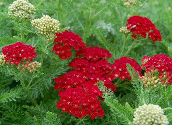 Achillea millefolium "Tutti Frutti Pomegranate" Gradina Noastra