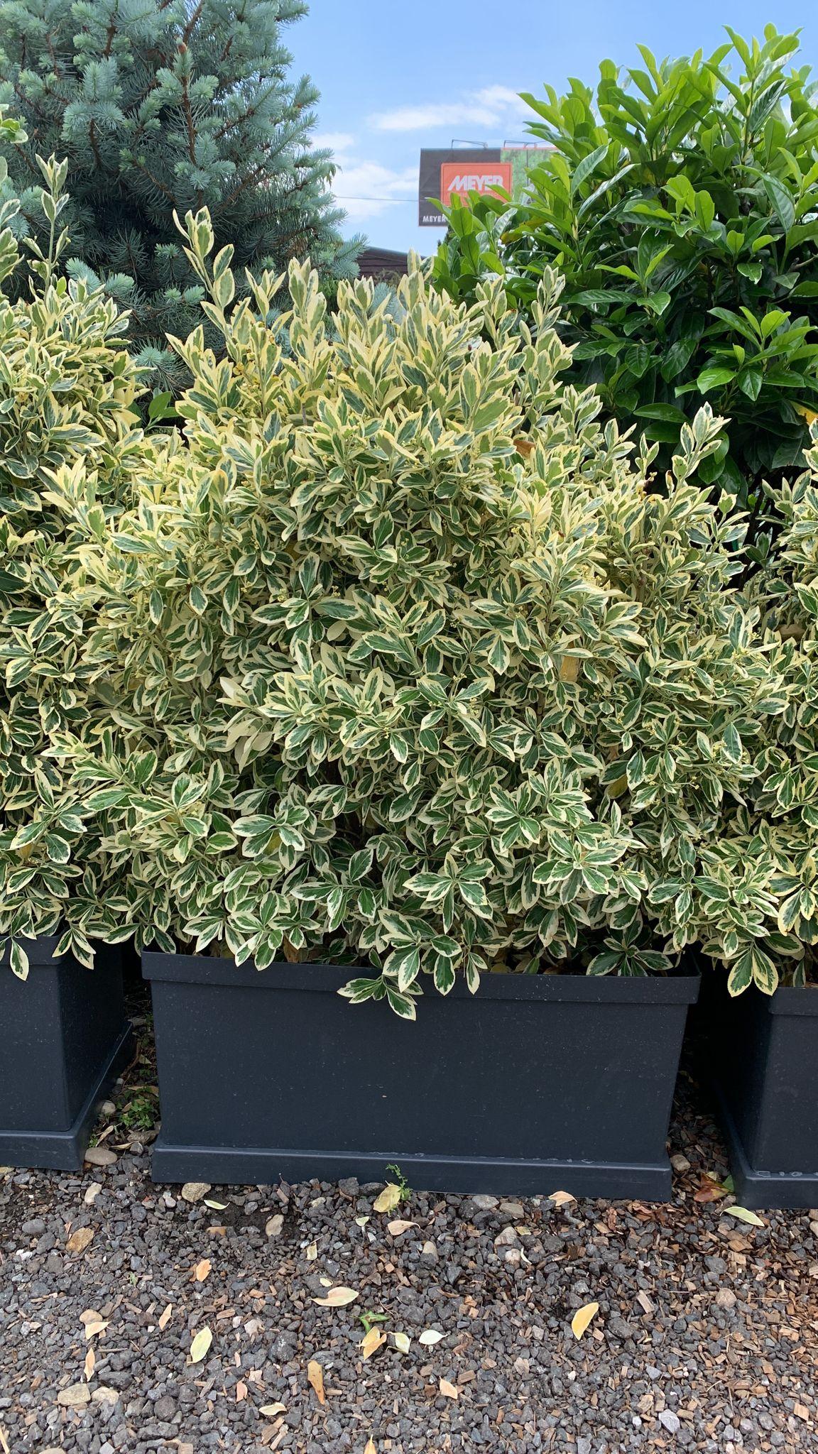 Euonymus jap. "Bravo" gard viu 0.80 - 1.20 m / Euonymus jap."Bravo"/ gradina-noastra