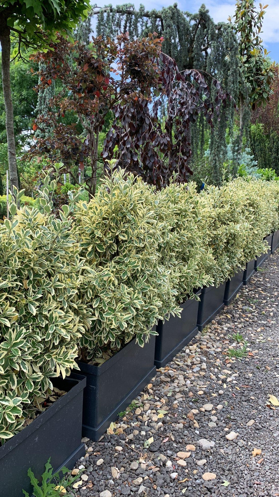 Euonymus jap. "Bravo" gard viu 0.80 - 1.20 m / Euonymus jap."Bravo"/ gradina-noastra