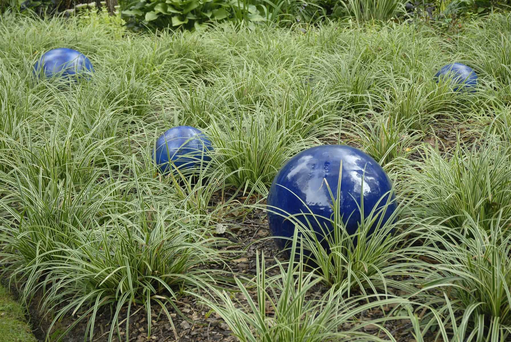 Carex morrowii „Ice Dance" 0.20 - 0.30 m - Gradina Noastra