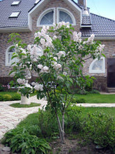 Liliac "Beauty of Moscow" 1.20 - 1.50 m / Syringa vulgaris "Beauty of Moscow" / gradina-noastra
