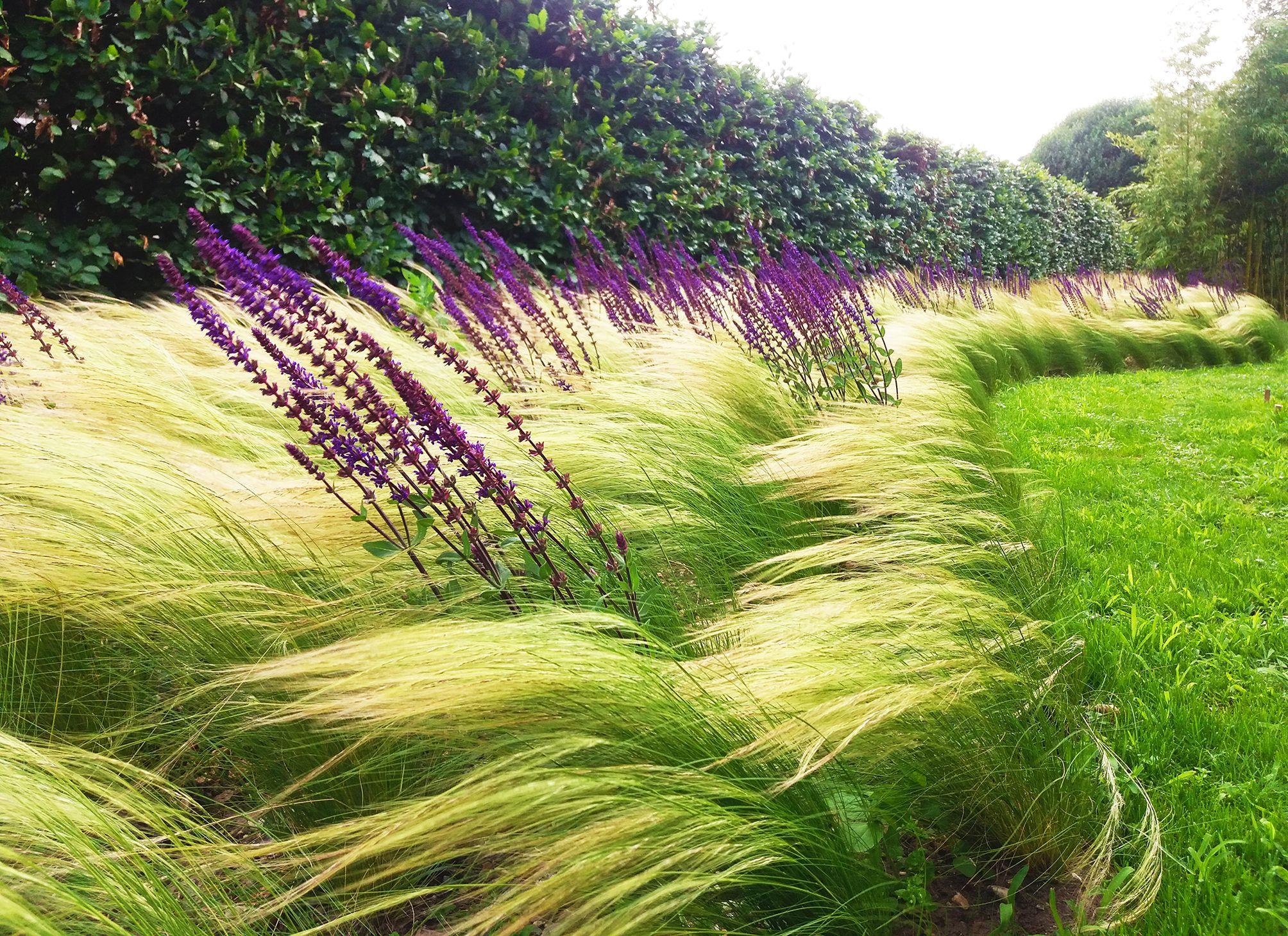 Stipa tenuissima &quot;Pony Tails&quot; Gradina Noastra