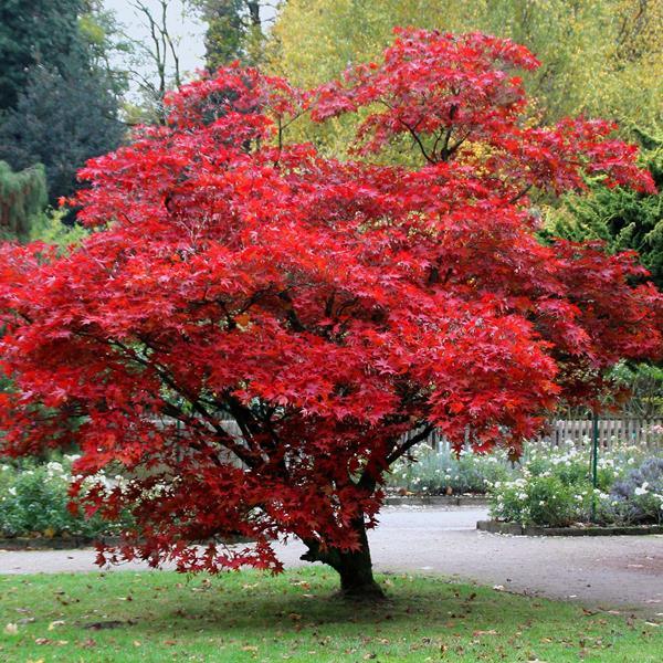 Artar japonez &quot;Bloodgood&quot; 1.75 - 2.00 m / Acer palmatum &quot;Bloodgood&quot; / gradina-noastra