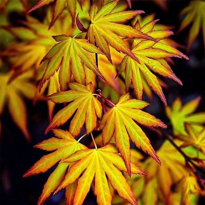 Artar japonez "Katsura" 1.20 - 1.40 m / Acer palmatum "Katsura" / gradina-noastra