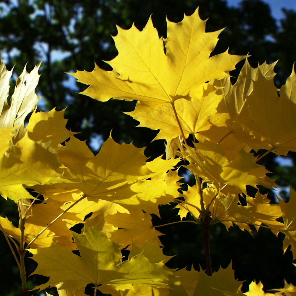 Paltin de camp "Princeton Gold" 3.00 - 3.50 m / Acer platanoides "Princeton Gold"/ by gradina-noastra