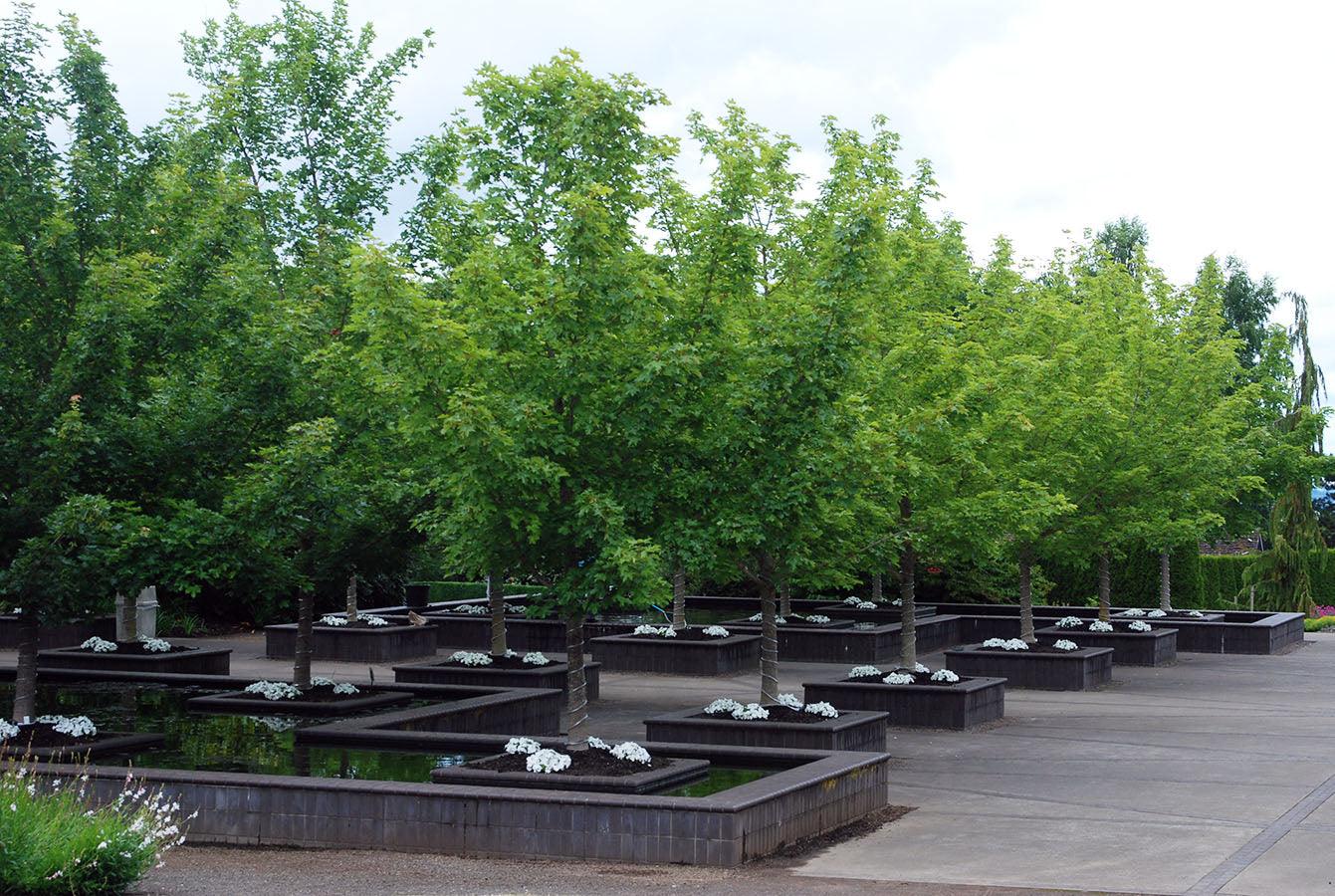 Artar "Pacific Sunset" 2.50 - 3.50 m / Acer "Warrenred" Pacific Sunset / gradina-noastra