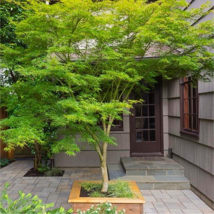 Artar japonez curgator „Seiryu" 1.30 - 1.50 m / Acer palmatum dissectum „Seiryu” / gradina-noastra