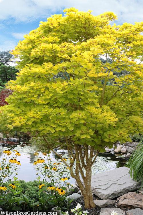 Artar japonez "Jordan" 1.00 - 1.30 m / Acer shirasawanum "Jordan" / gradina-noastra