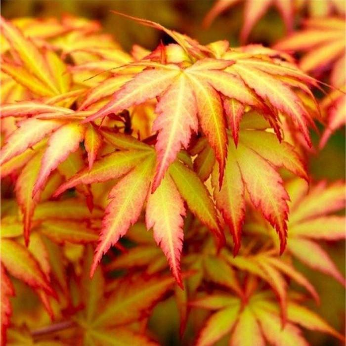 Artar japonez "Orange Dream" 1.00 - 1.30 m / Acer palmatum "Orange Dream" / gradina-noastra