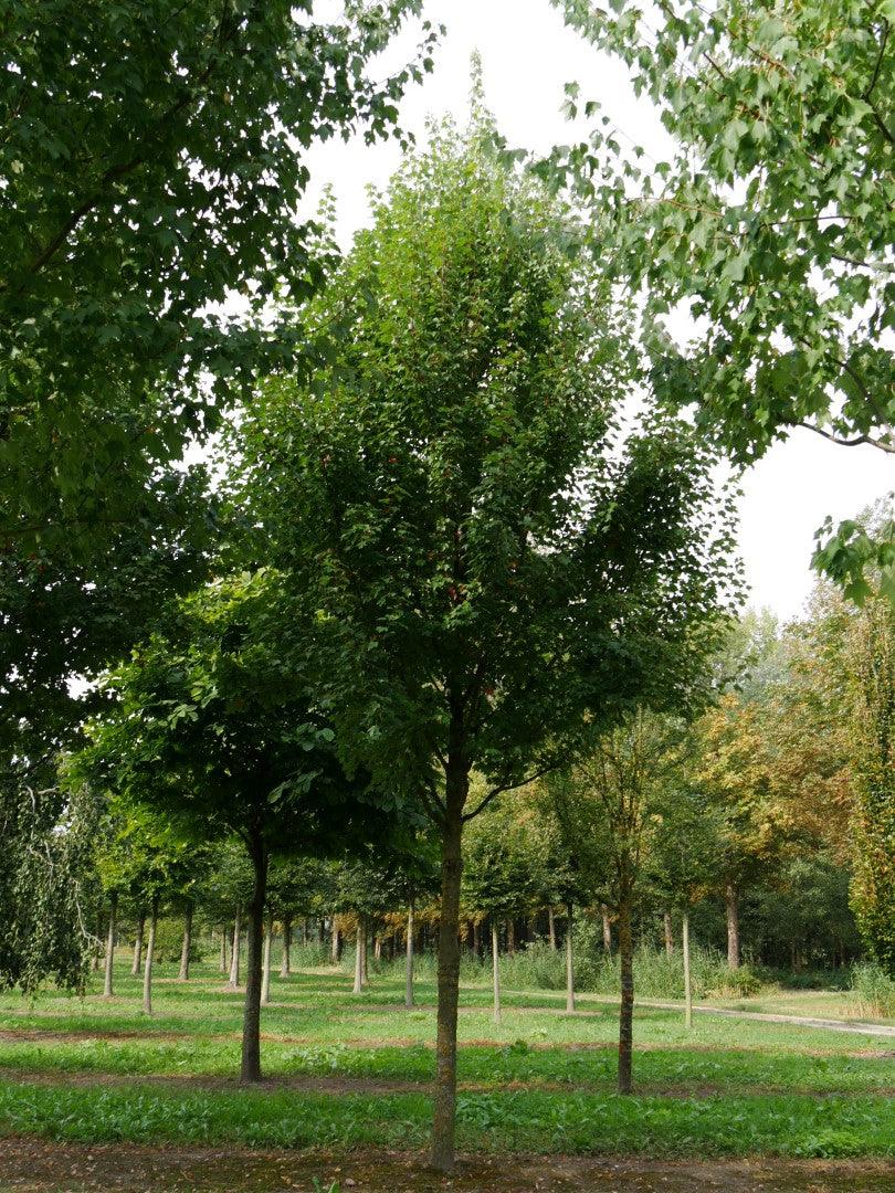 Artar rosu „Brandywine” 2.50 - 3.50 m / Acer rubrum „Brandywine” / gradina-noastra