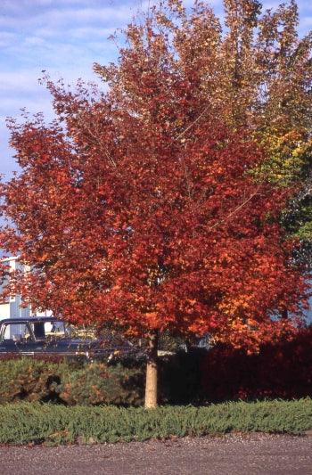 Artar "Pacific Sunset" 2.50 - 3.50 m / Acer "Warrenred" Pacific Sunset / gradina-noastra