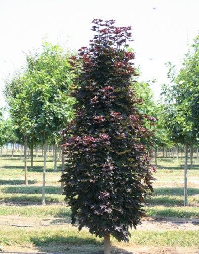Artar rosu "Crimson Sentry" 1.75 - 2.50 m / Acer platanoides "Crimson Sentry"/ gradina-noastra