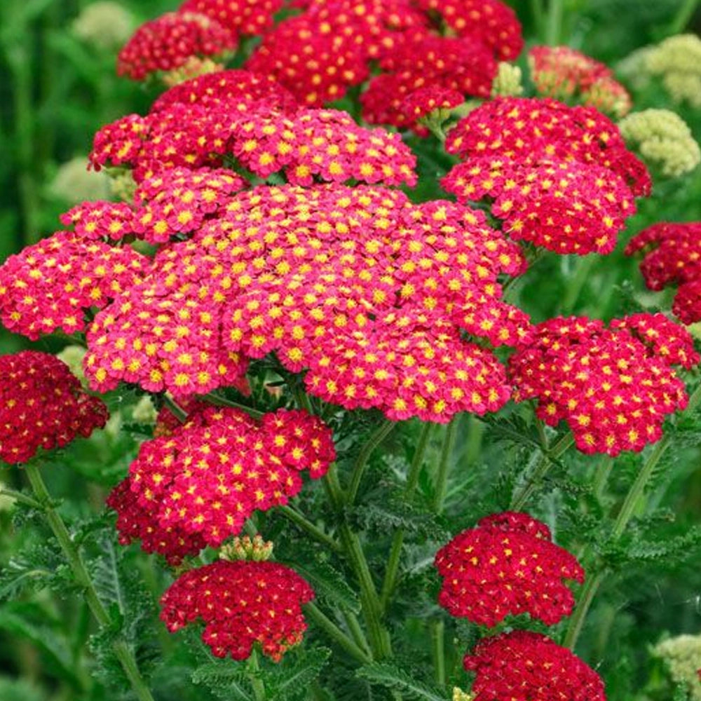 Achillea millefolium "Tutti Frutti Pomegranate" Gradina Noastra