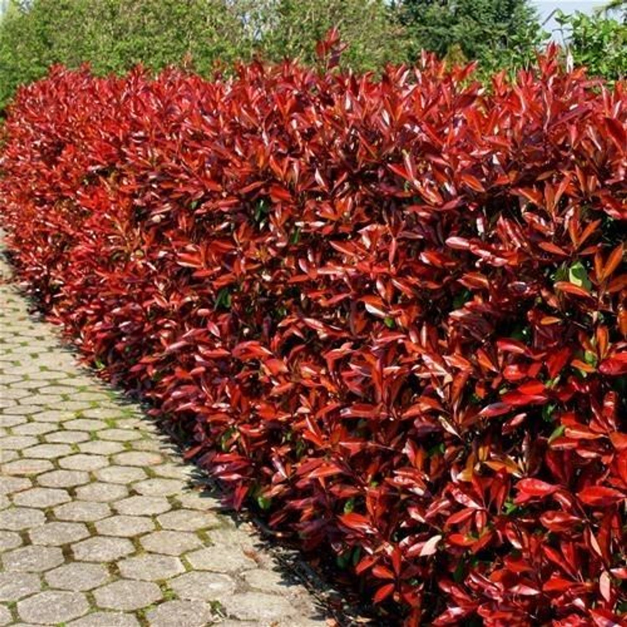 Photinia "Red Robin" 1.00 - 1.20 m / Photinia serulata "Red Robin"/ - Gradina Noastra