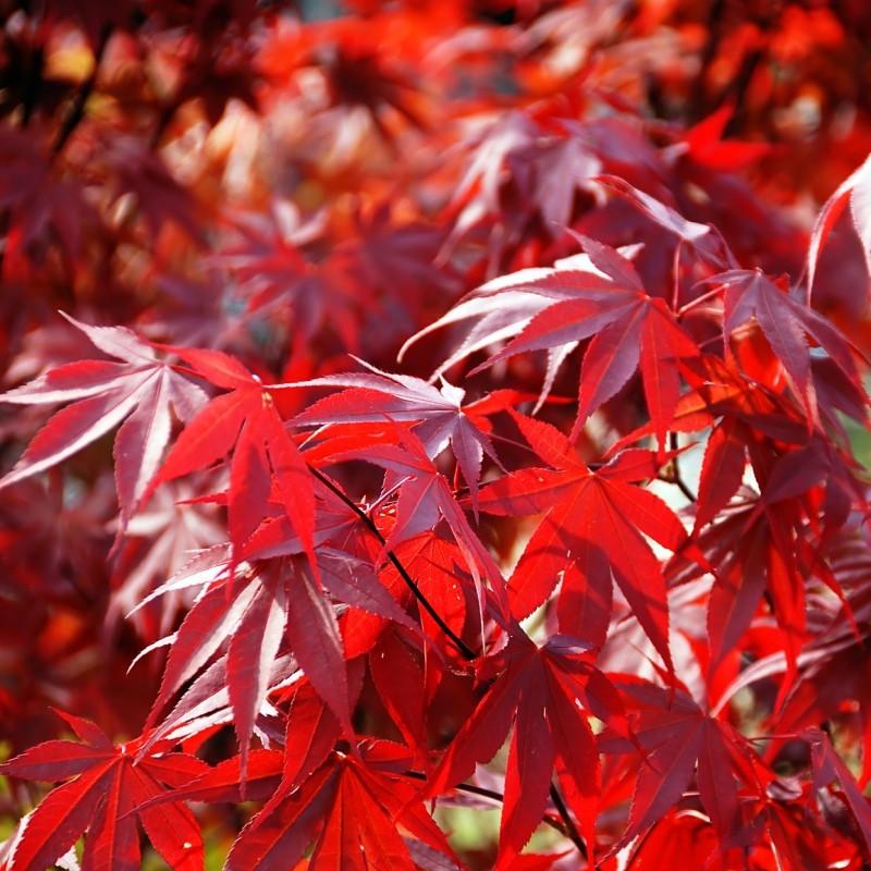 Artar japonez &quot;Fireglow 1.30 - 1.50 m / Acer palm &quot;Fireglow&quot; / gradina-noastra