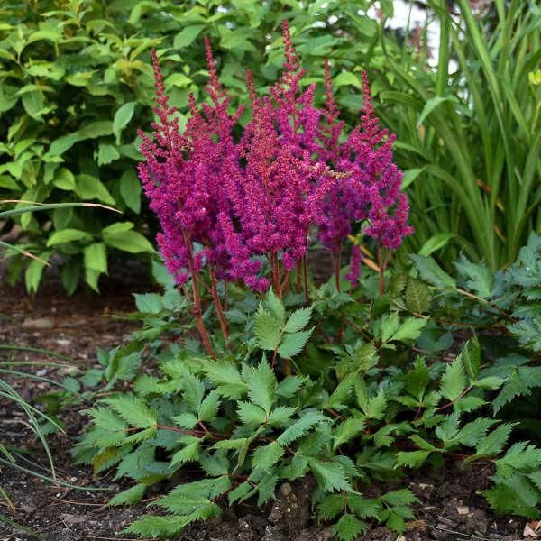 Astilbe chinensis "Vision in Red" gradina-noastra