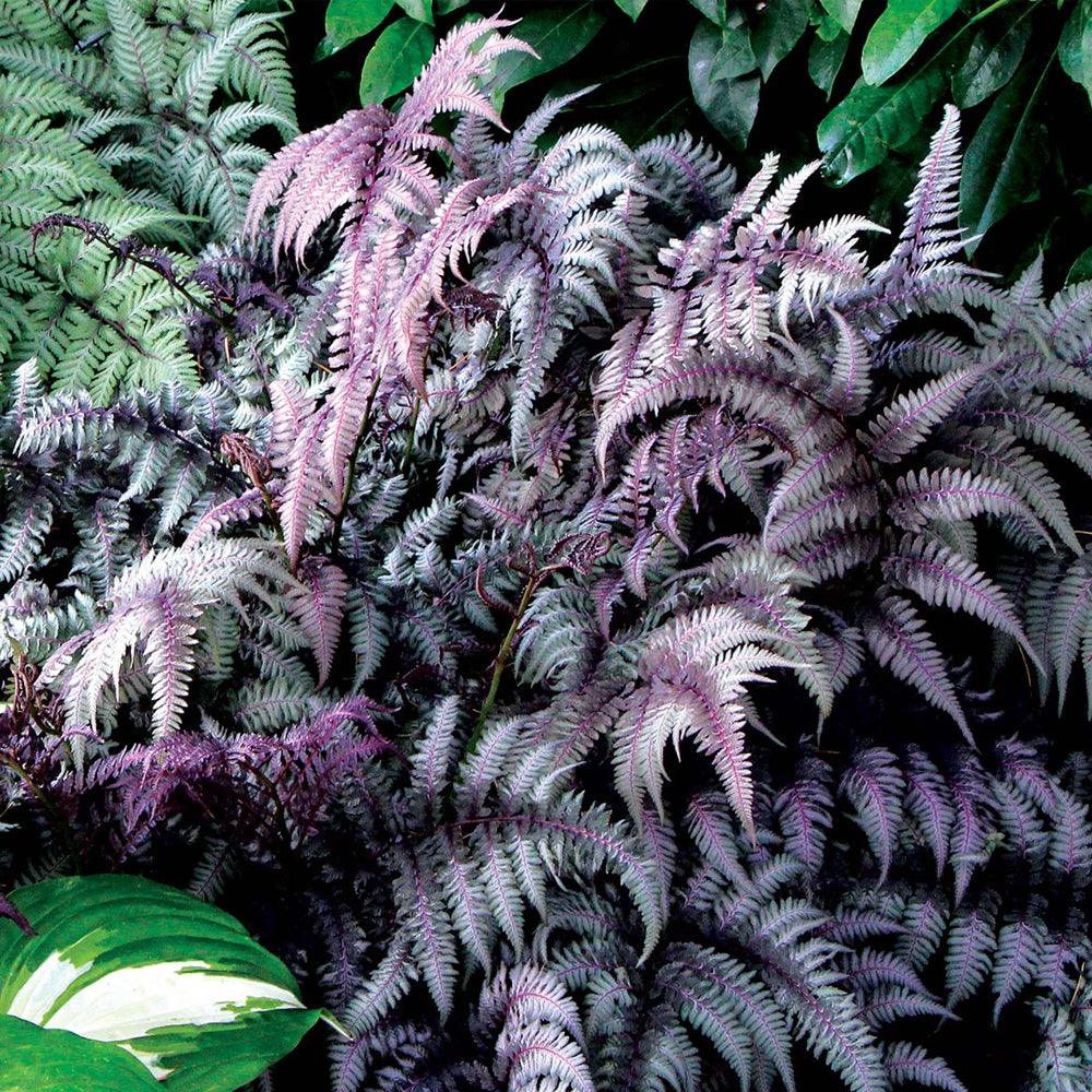 Athyrium niponicum "Burgundy Lace" Gradina Noastra