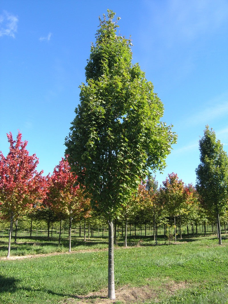 Artar rosu „Armstrong” 2.50 - 3.50 m / Acer rubrum „Armstrong” / by gradina-noastra