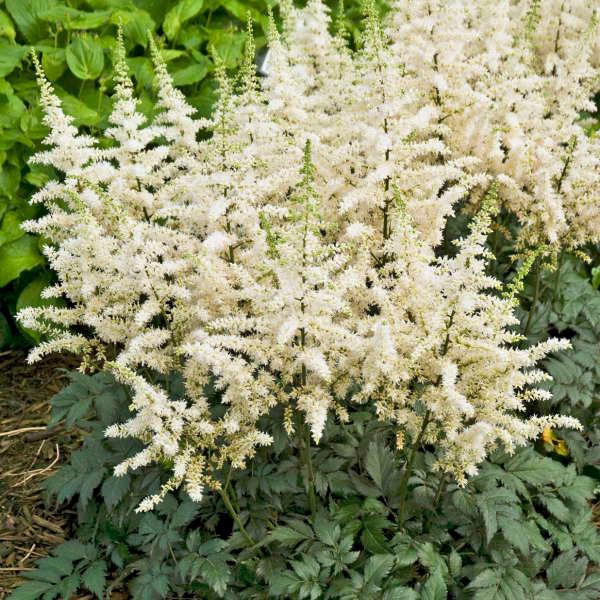 Astilbe chinensis "Vision in White" gradina-noastra