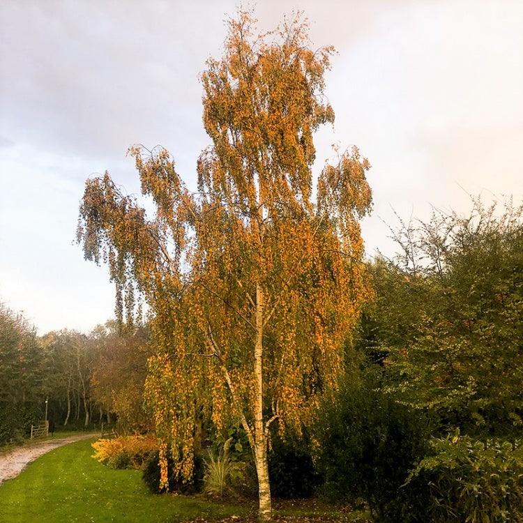 Mesteacan argintiu multitulpinal 2.50 - 3.50 m / Betula pendula / gradina-noastra