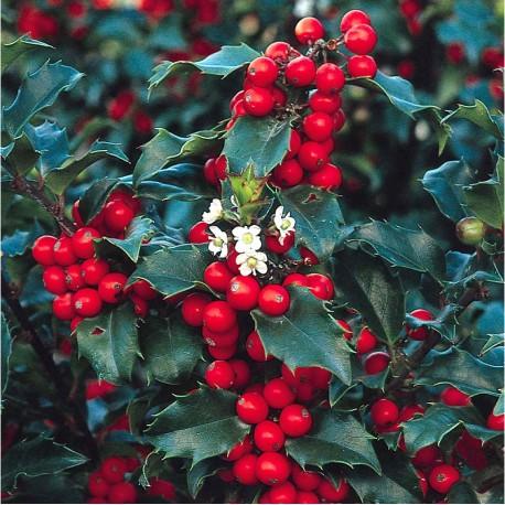 Ilex "Heckenstar" 1.00 -1.40 m / Ilex meserveae "Heckenstar"/ gradina-noastra