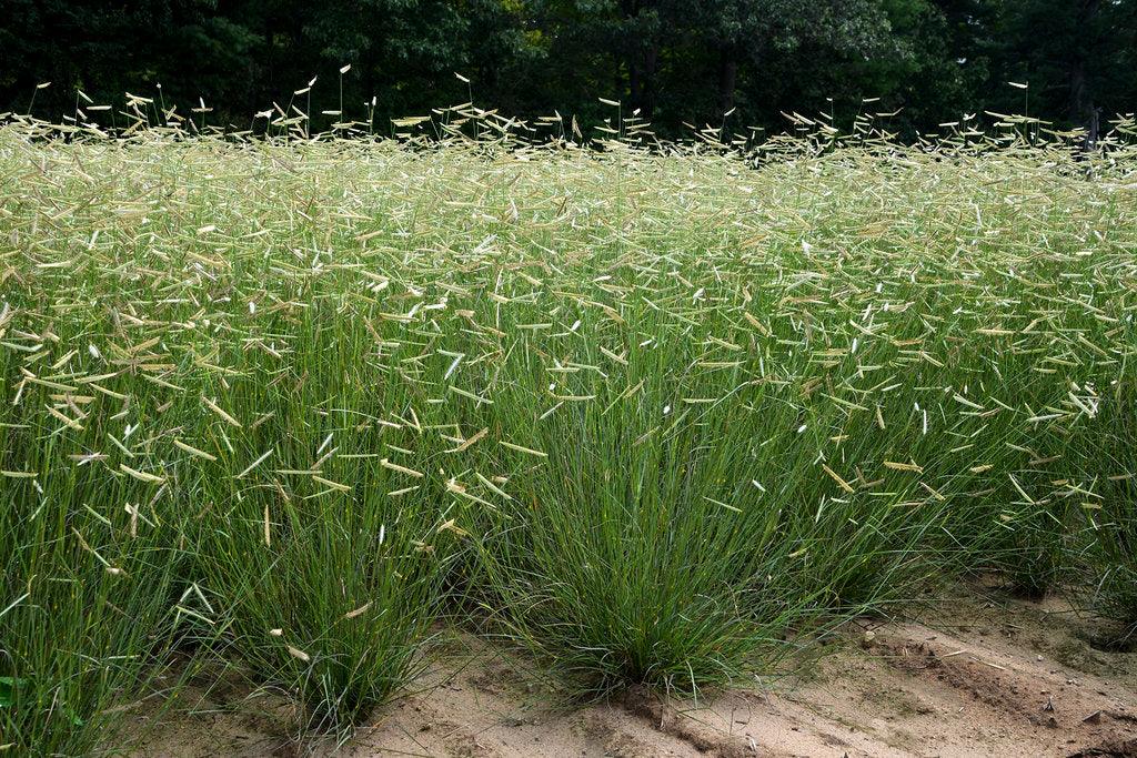 Bouteloua gracilis Gradina Noastra