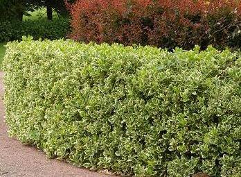 Euonymus jap. "Bravo" 0.80 - 1.00 m / Euonymus jap."Bravo"/ gradina-noastra