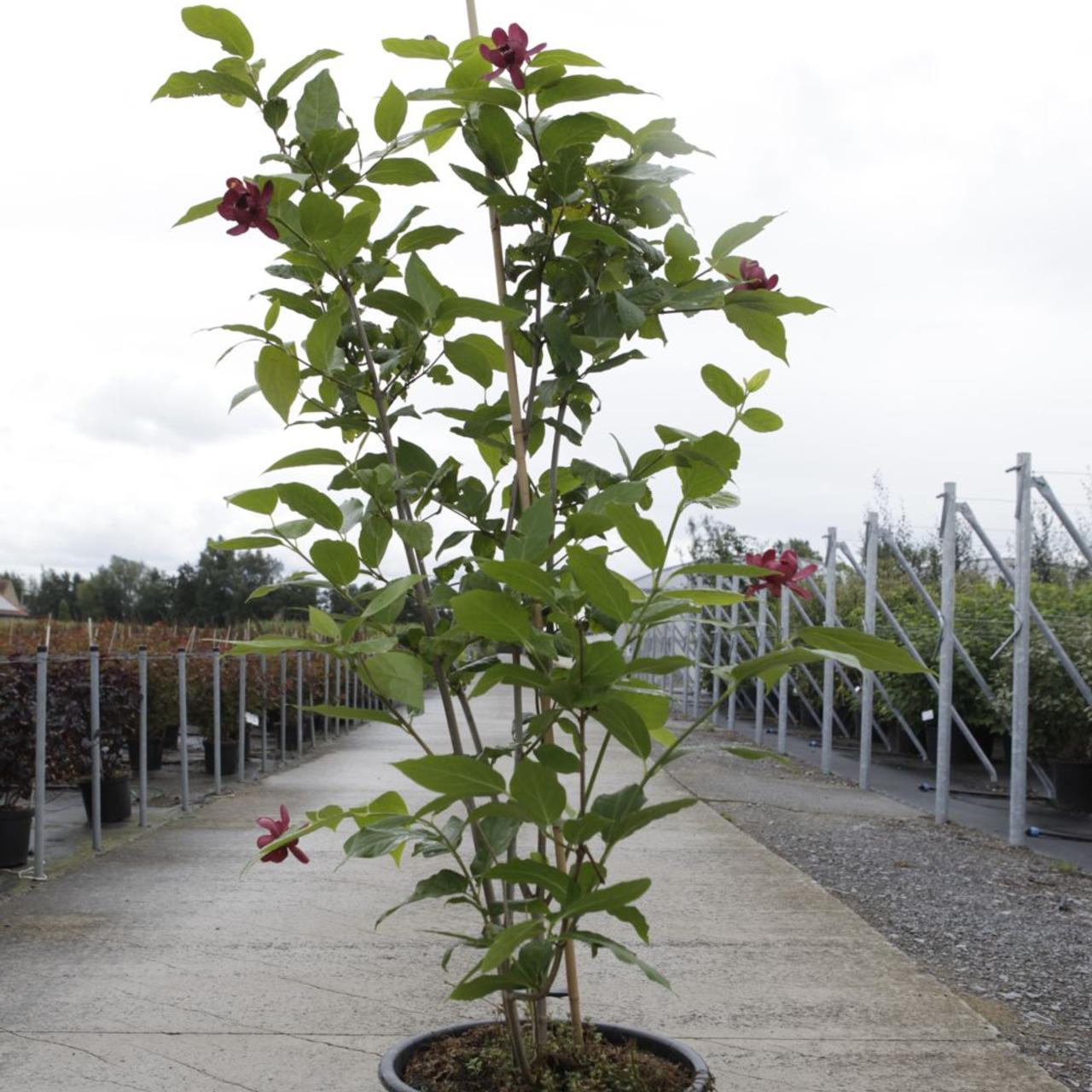Calycanthus "Aphrodite" 1.30 - 1.50 m / Calycanthus x raulstonii "Aphrodite" / by gradina-noastra
