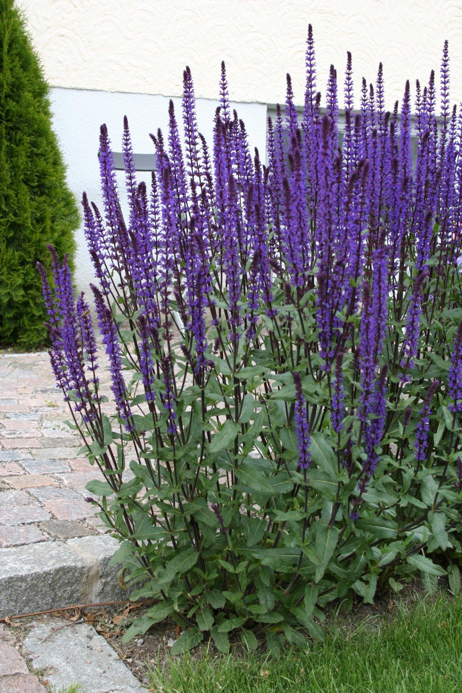 Salvia nemorosa "Caradonna" Gradina Noastra