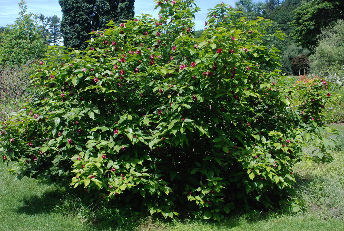 Calycanthus "Aphrodite" 1.30 - 1.50 m / Calycanthus x raulstonii "Aphrodite" / by gradina-noastra