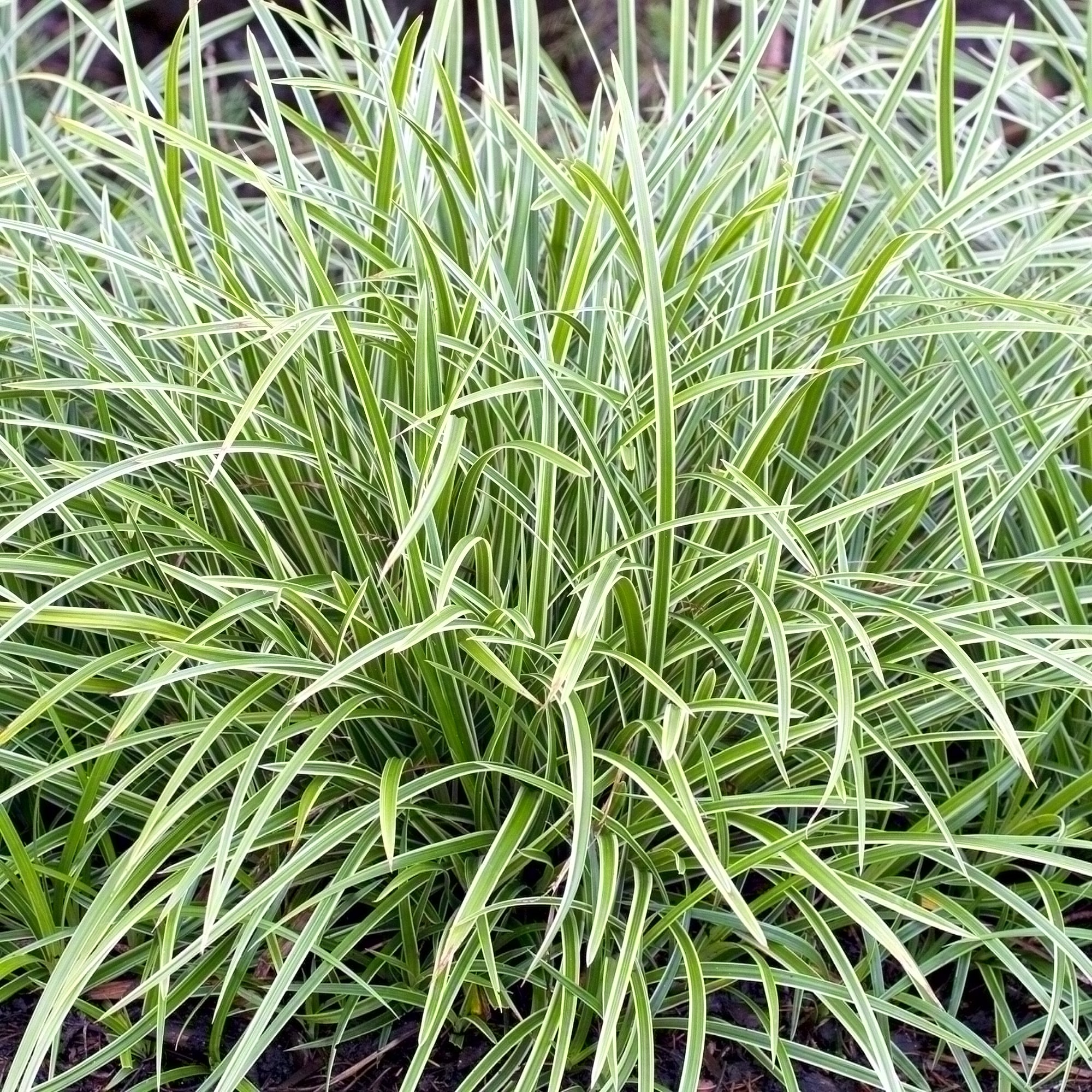 Carex morrowii „Ice Dance" 0.20 - 0.30 m - Gradina Noastra