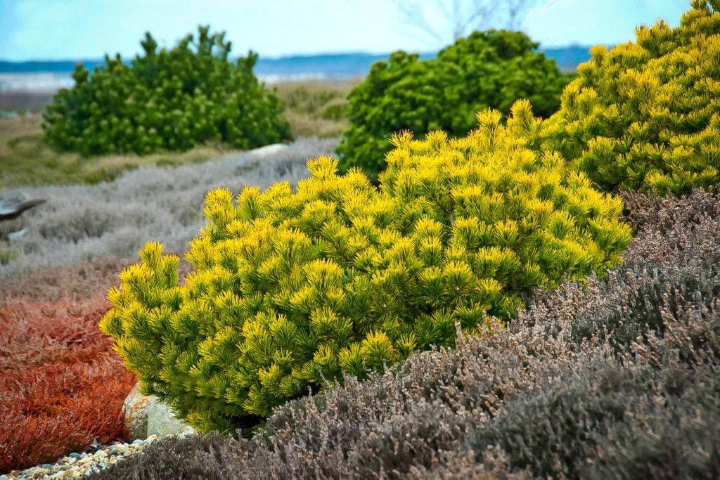 Pin pitic "Winter Gold" 0.40 - 0.60 m / Pinus mugo "Winter Gold" / gradina-noastra